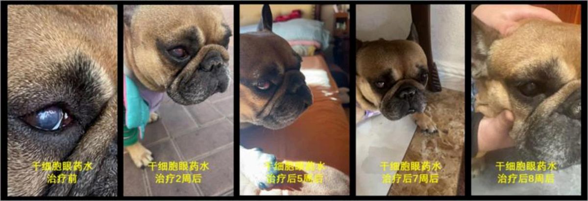 犬角膜溃疡护理对比