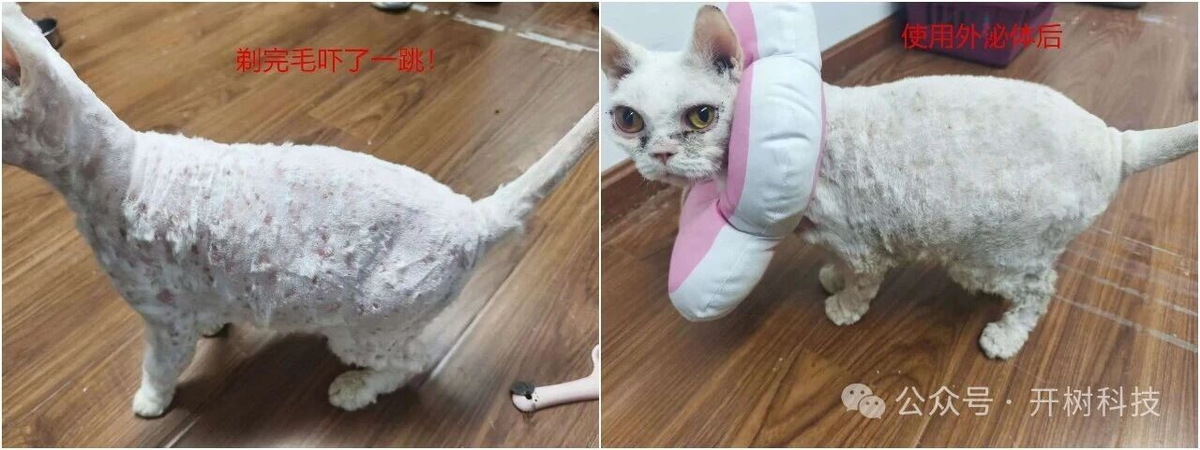 粟粒性皮炎护理对比